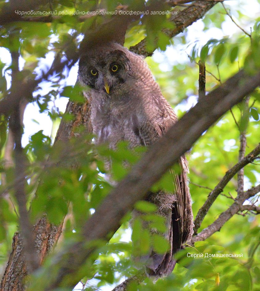 Бородатая сова