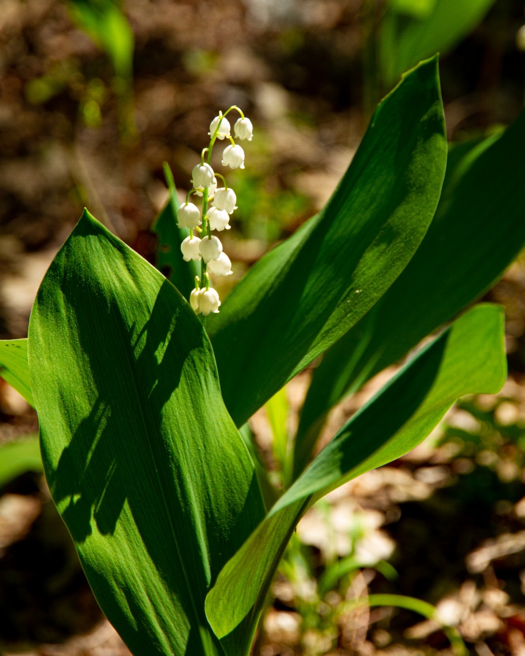 Цветок ландыша в зоне отчуждения