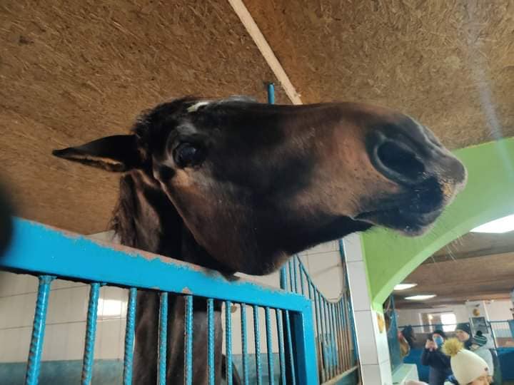 В Метелкино погибли все лошади конного клуба