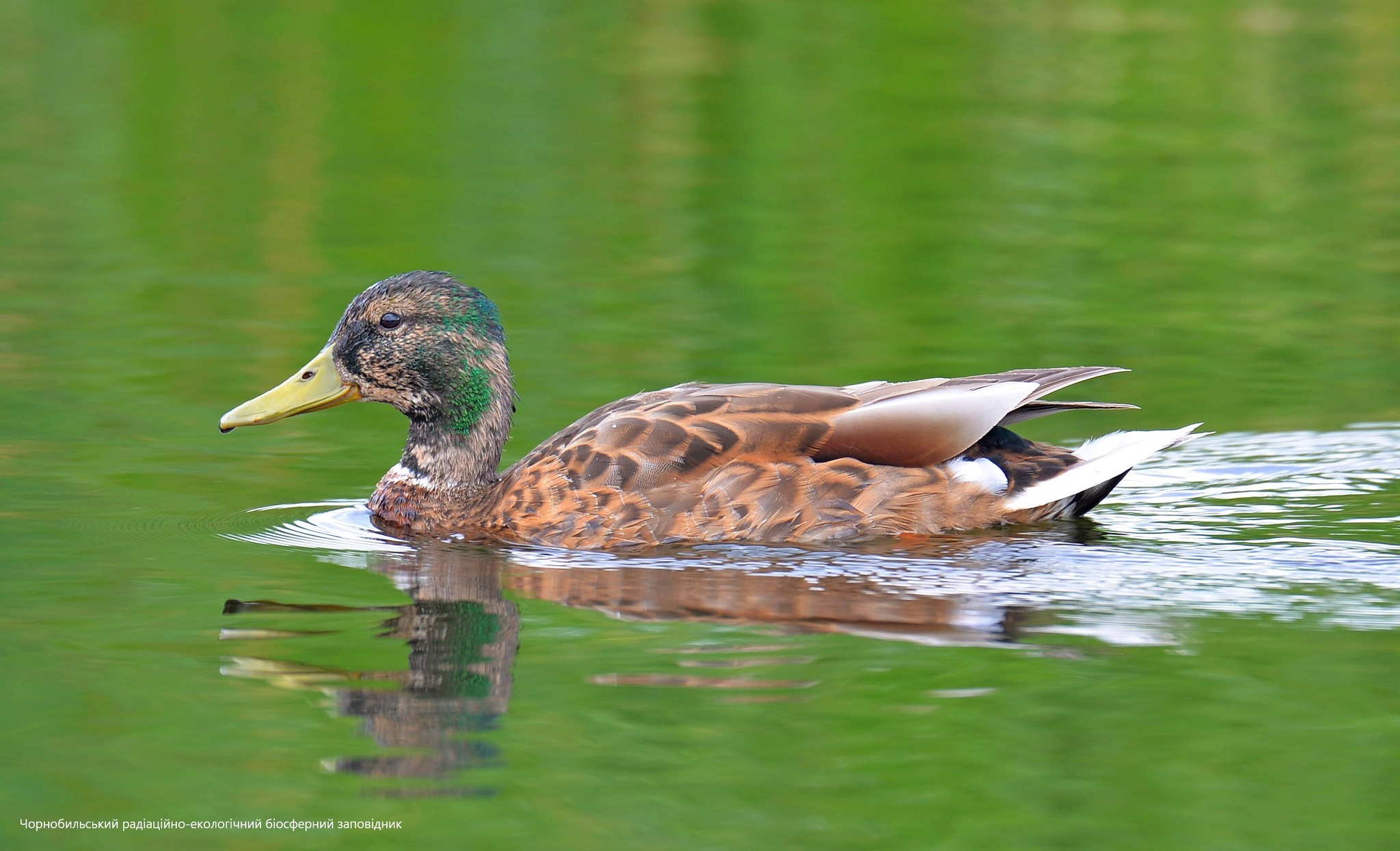 Утка, фото 1