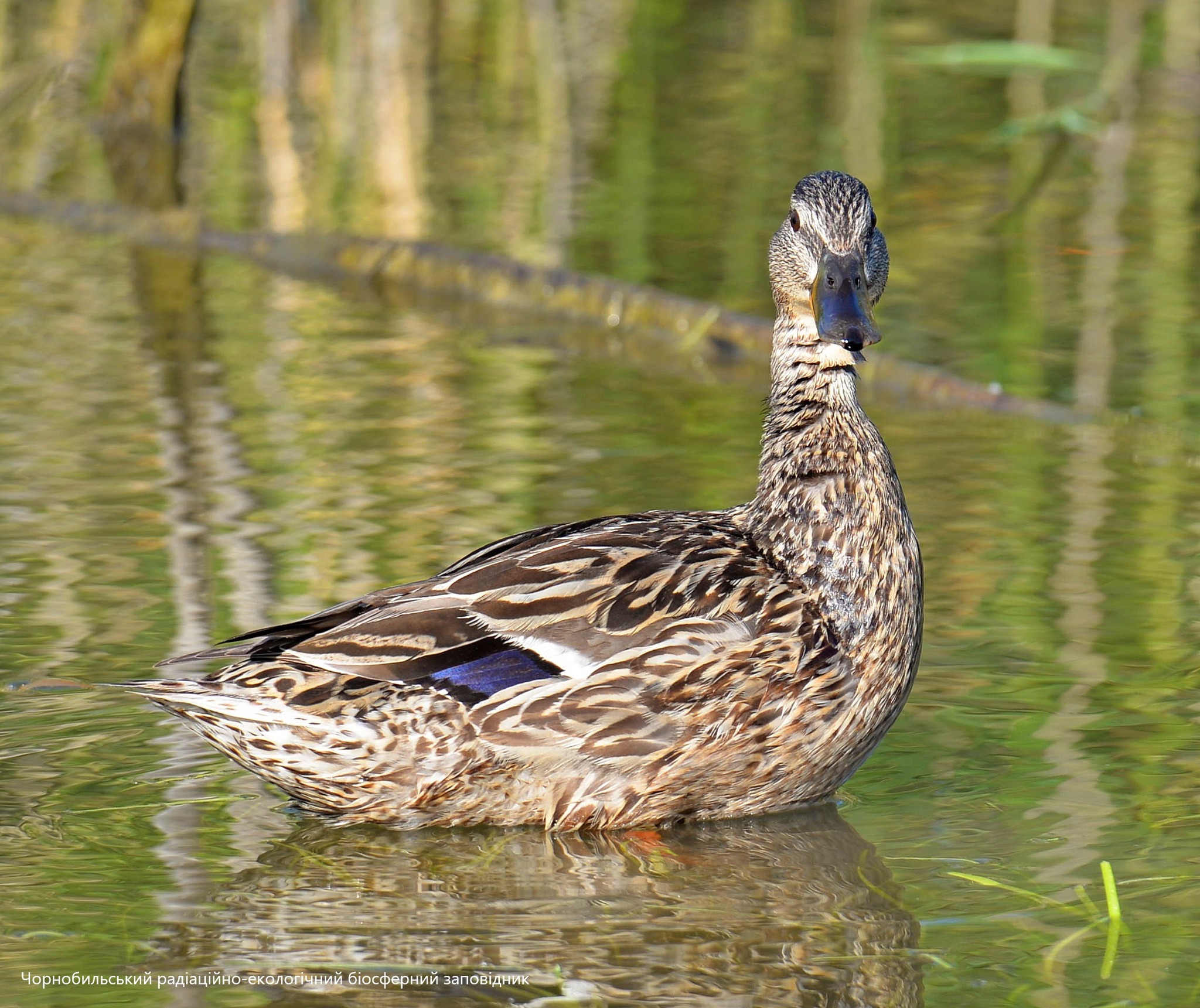 Утка, фото 2