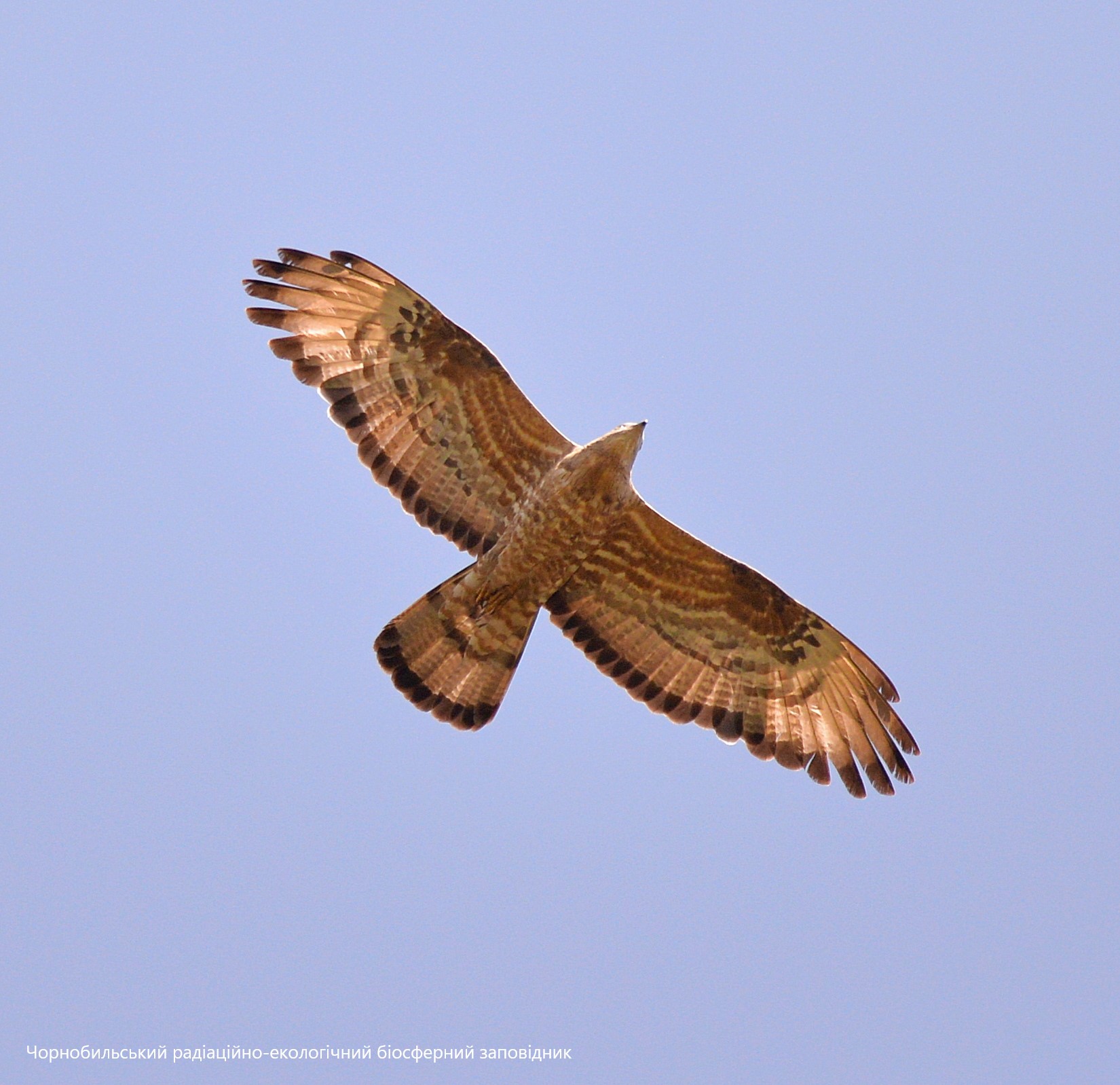 Осоед, фото 3