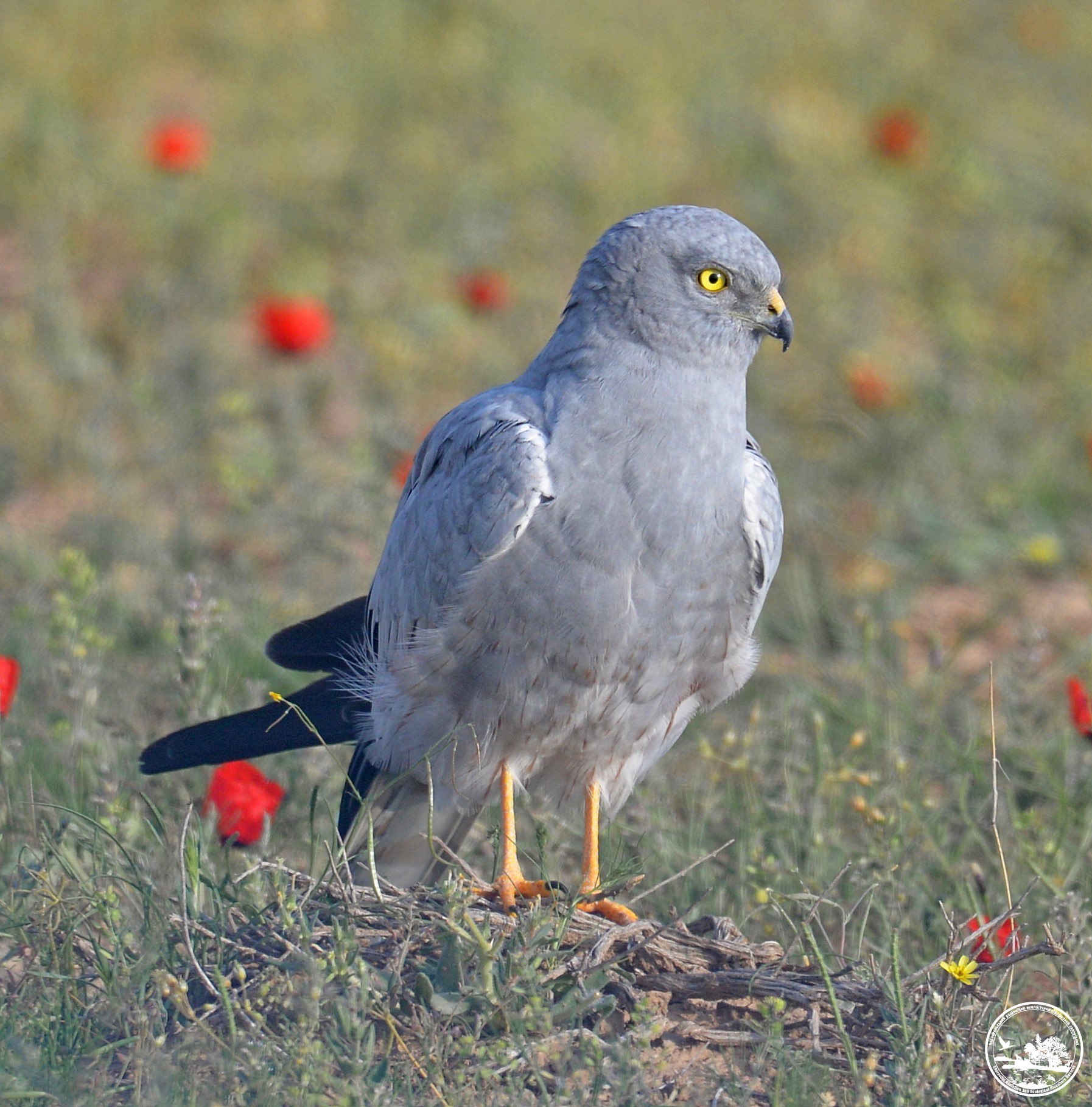 Луговой лунь, фото 2