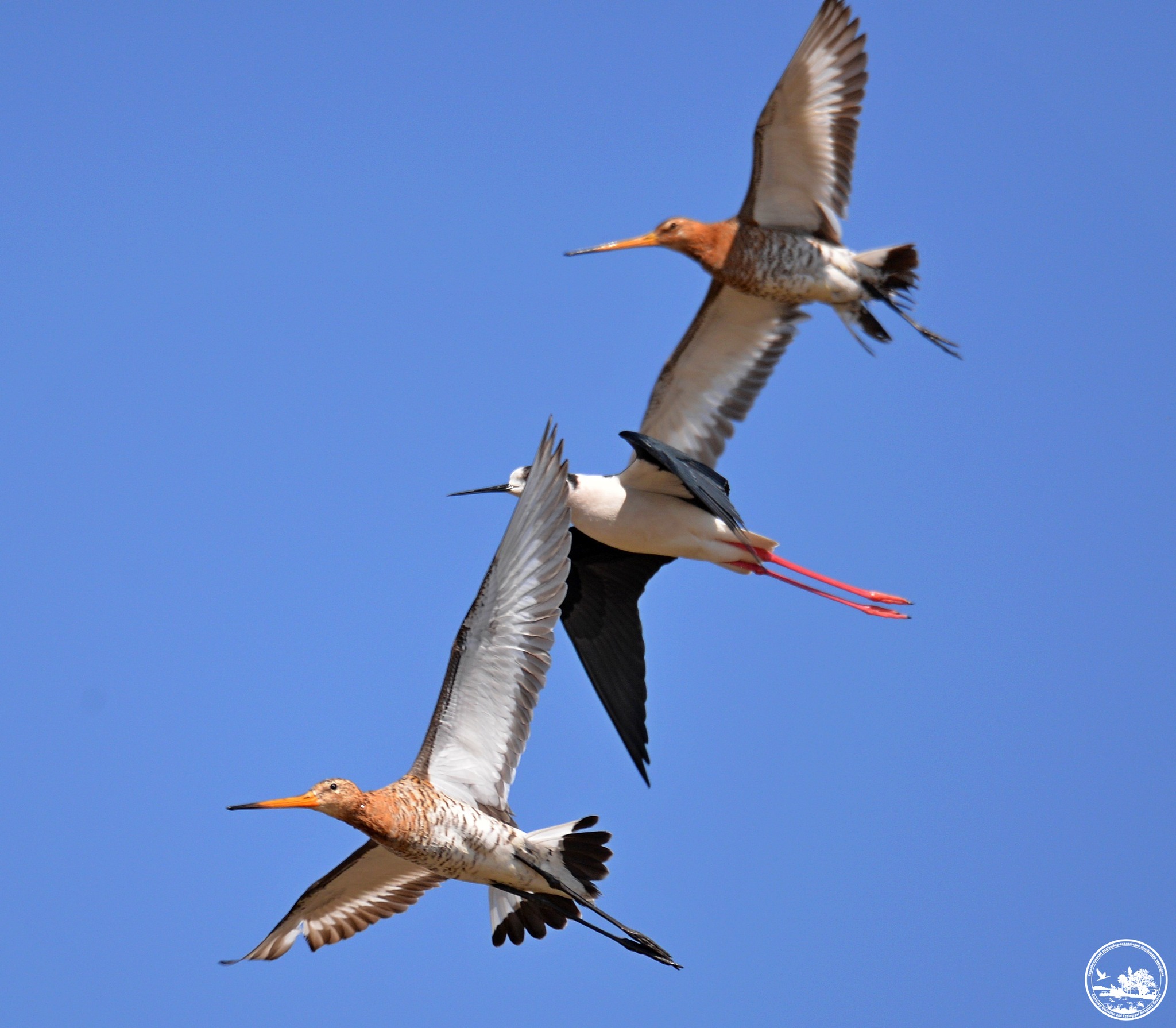 Над Чернобыльским заповедником во время миграции пролетает до двух миллионов птиц