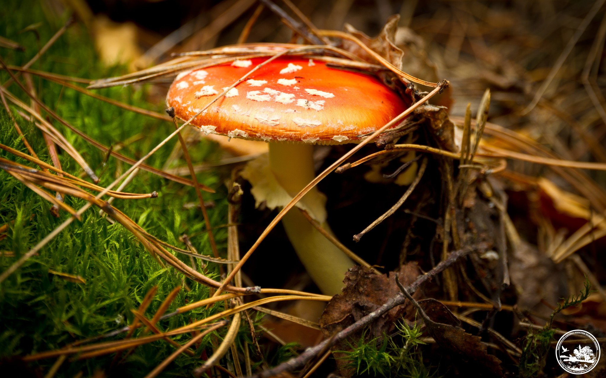 Фото 2 мухомора