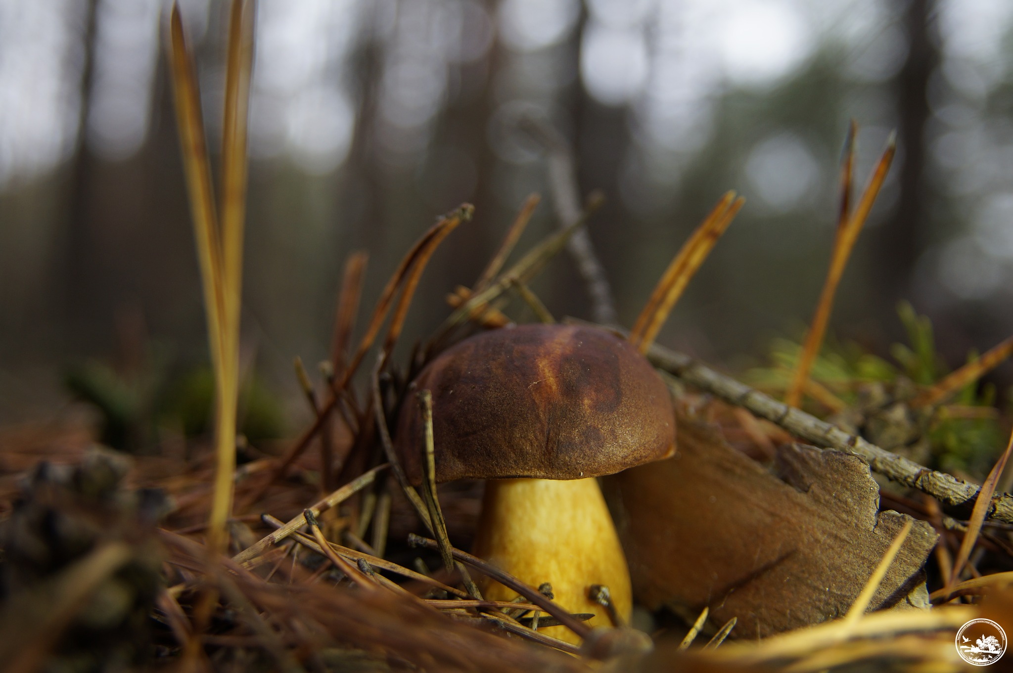 В Чернобыльском заповедники призвали не ходить в леса из-за войны и не собирать грибы