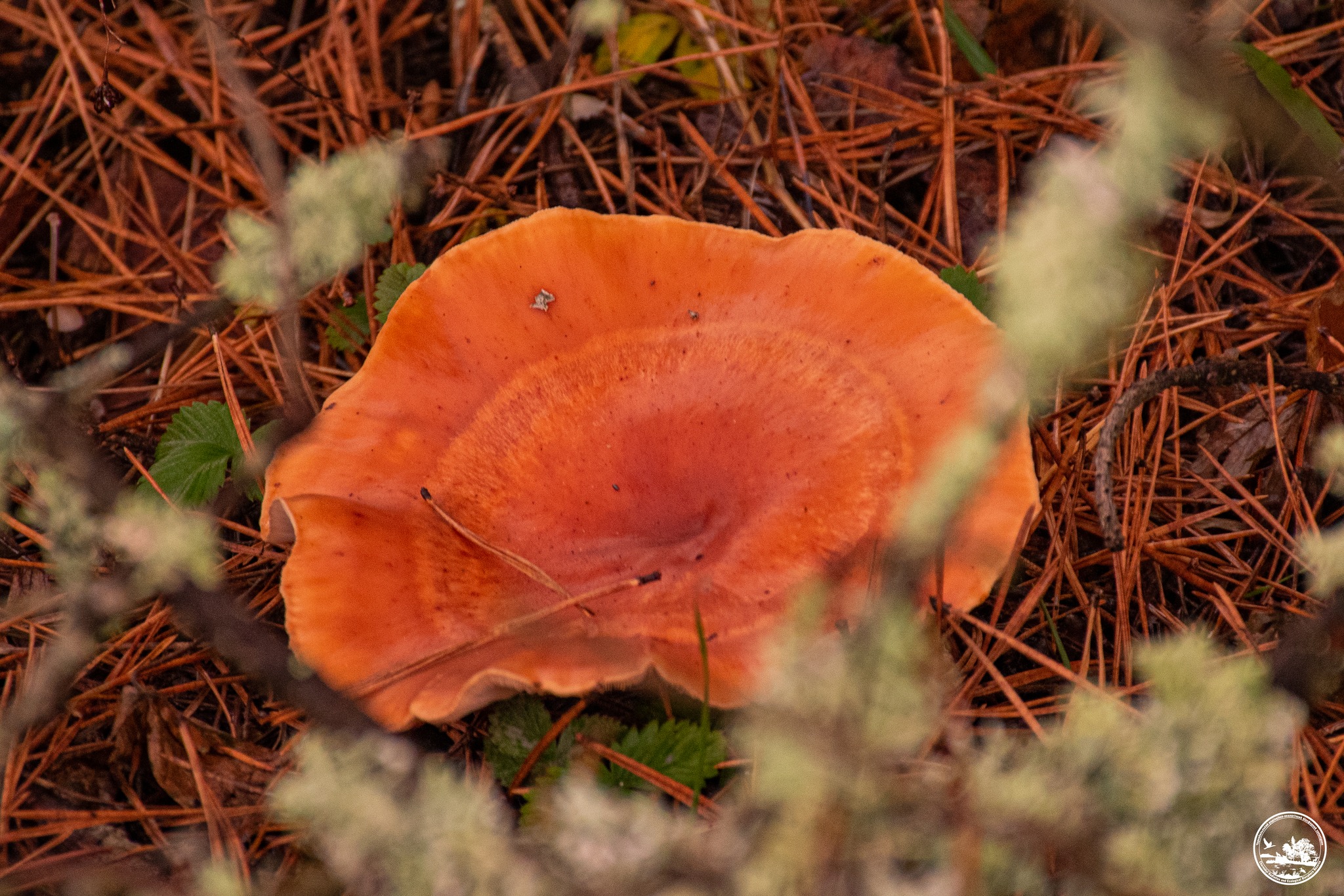 Гриб среди хвои