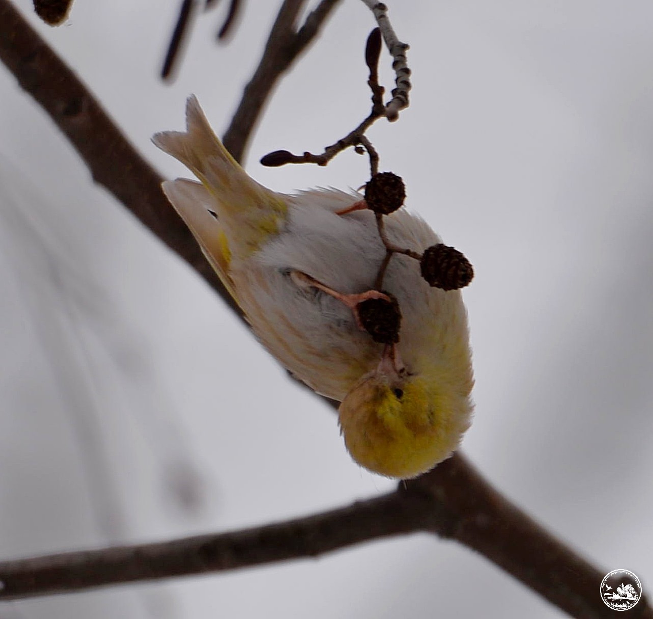 Чиж на ольхе, фото 2