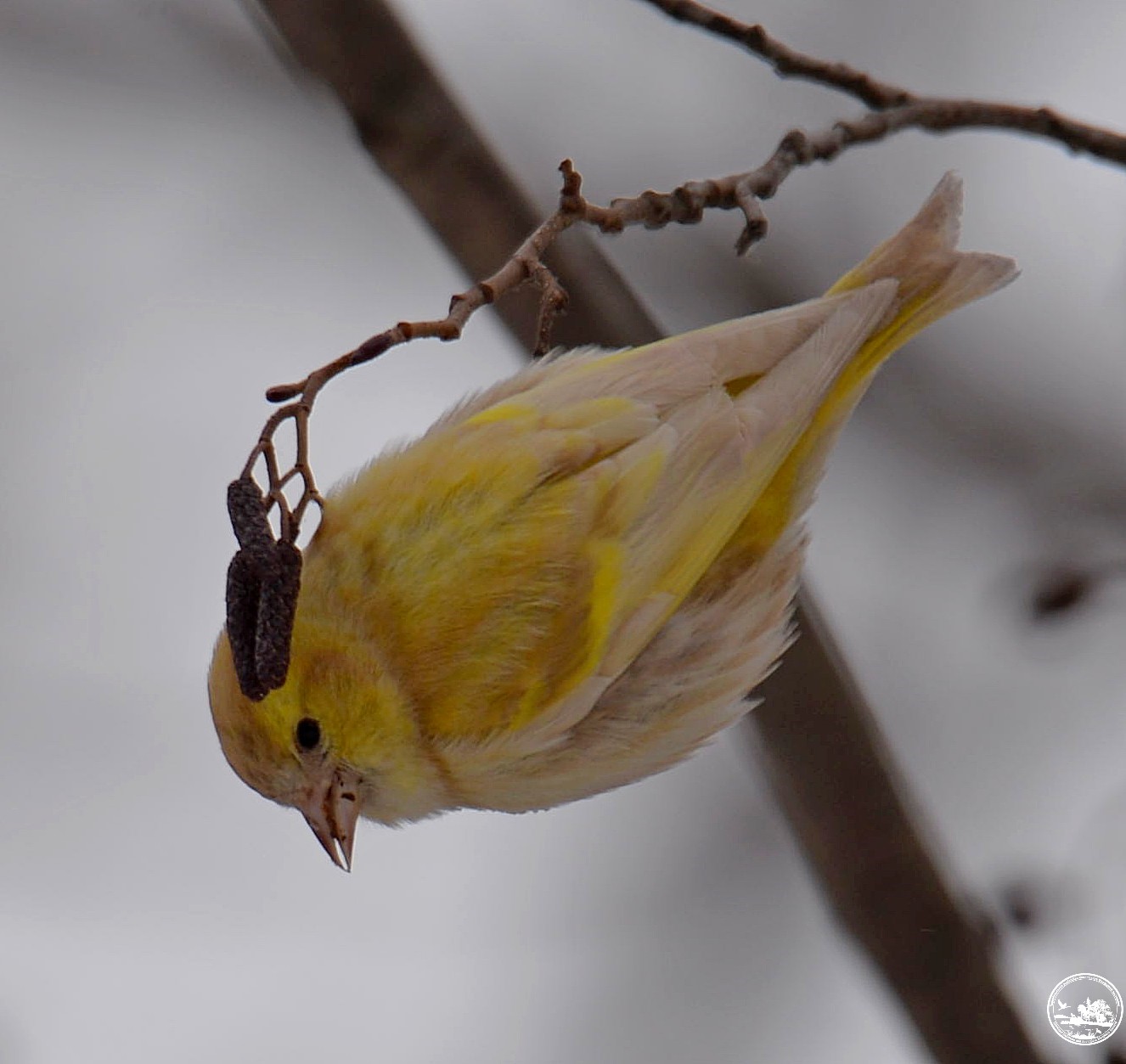 Чиж на ольхе, фото 3