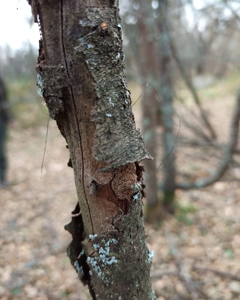 Сосна со следами когтей медведя