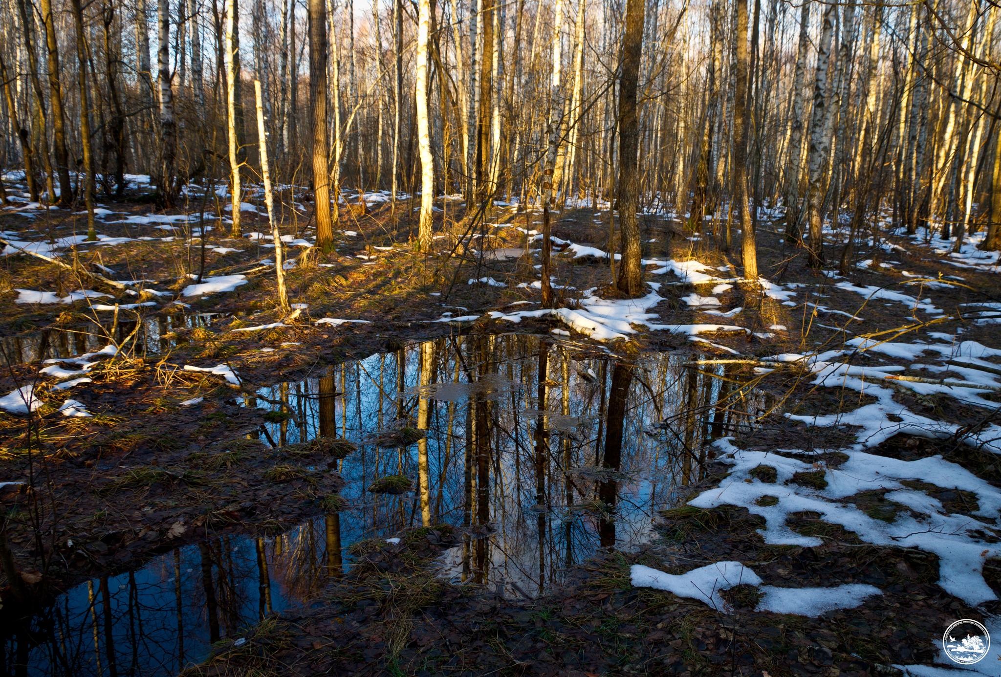 Оттепель в зоне ЧАЭС, фото 2