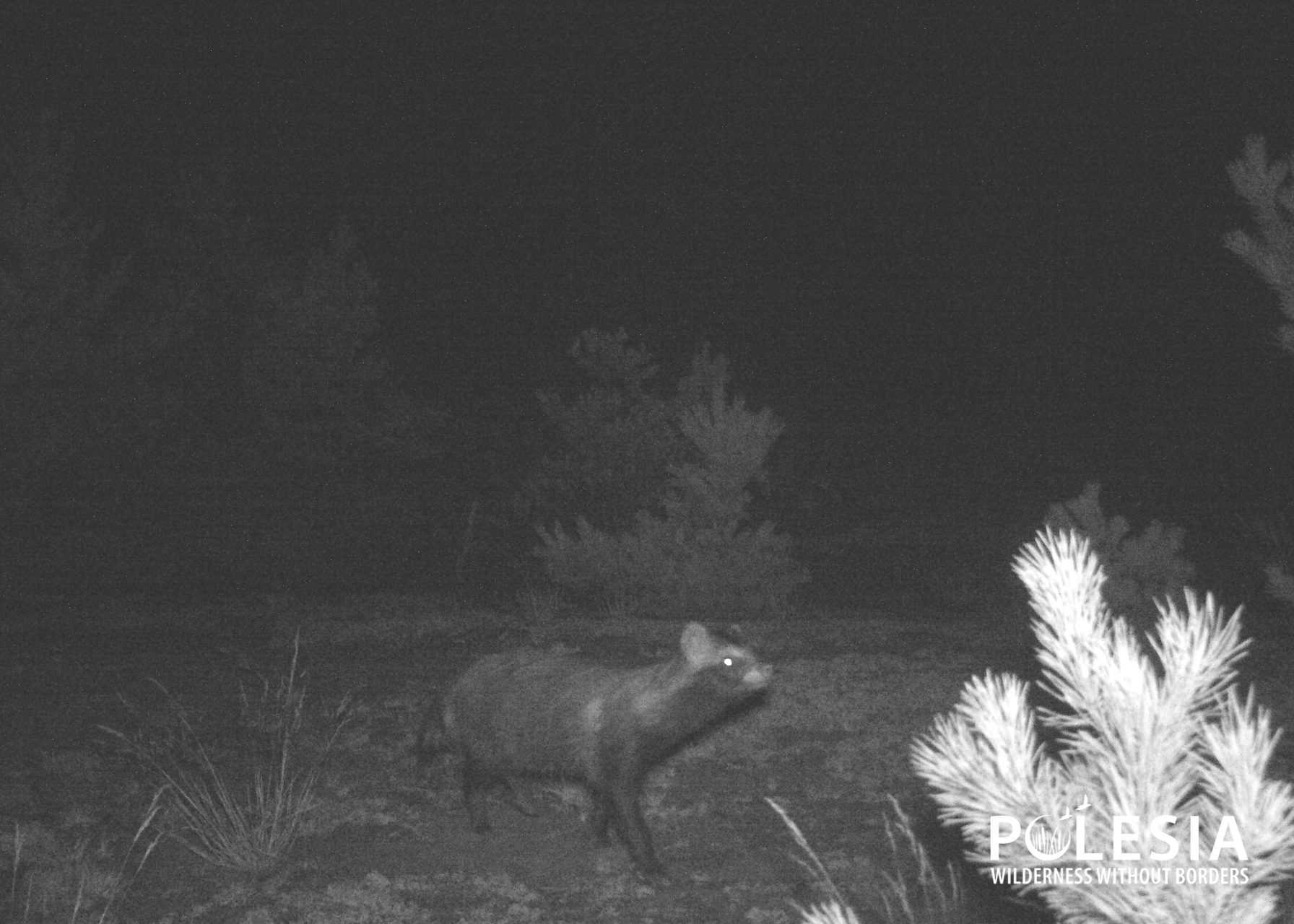 Снимок 2 фотоловушки