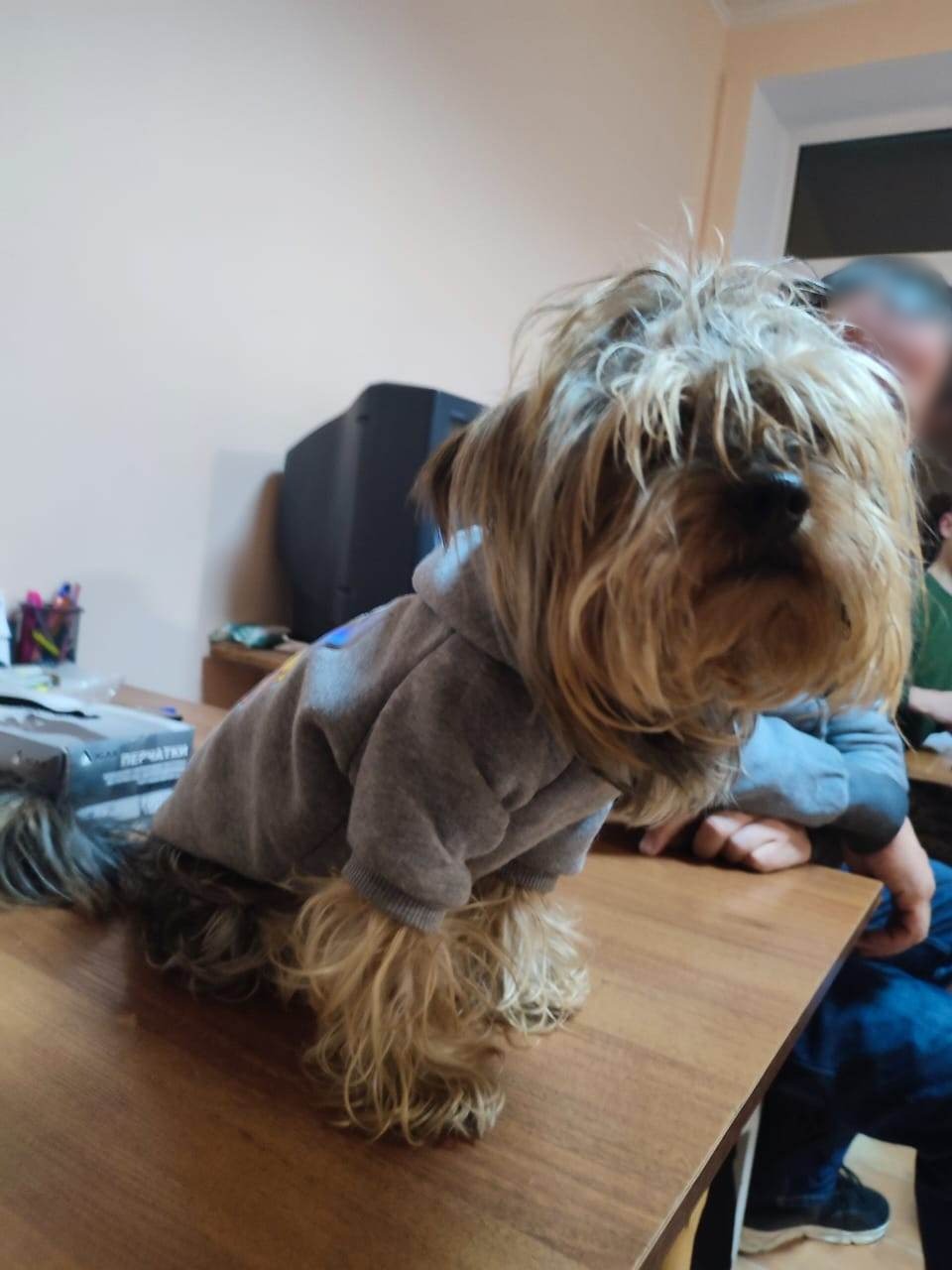 Житель Запорожья хотел сбежать из Украины со своей собако