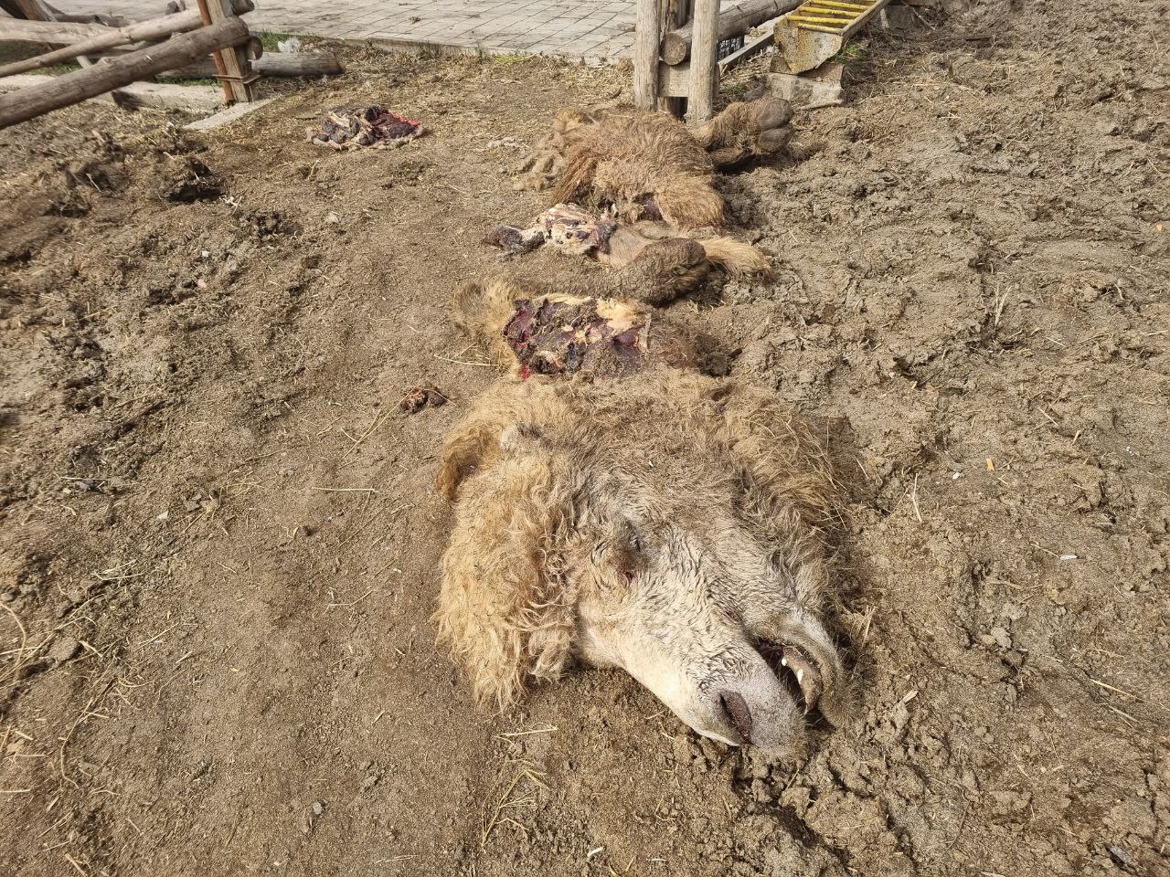 Погибший верблюд