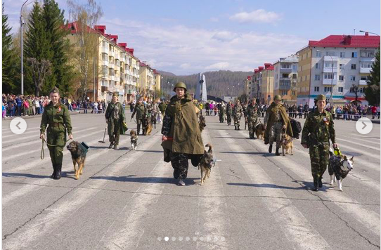 полк собак