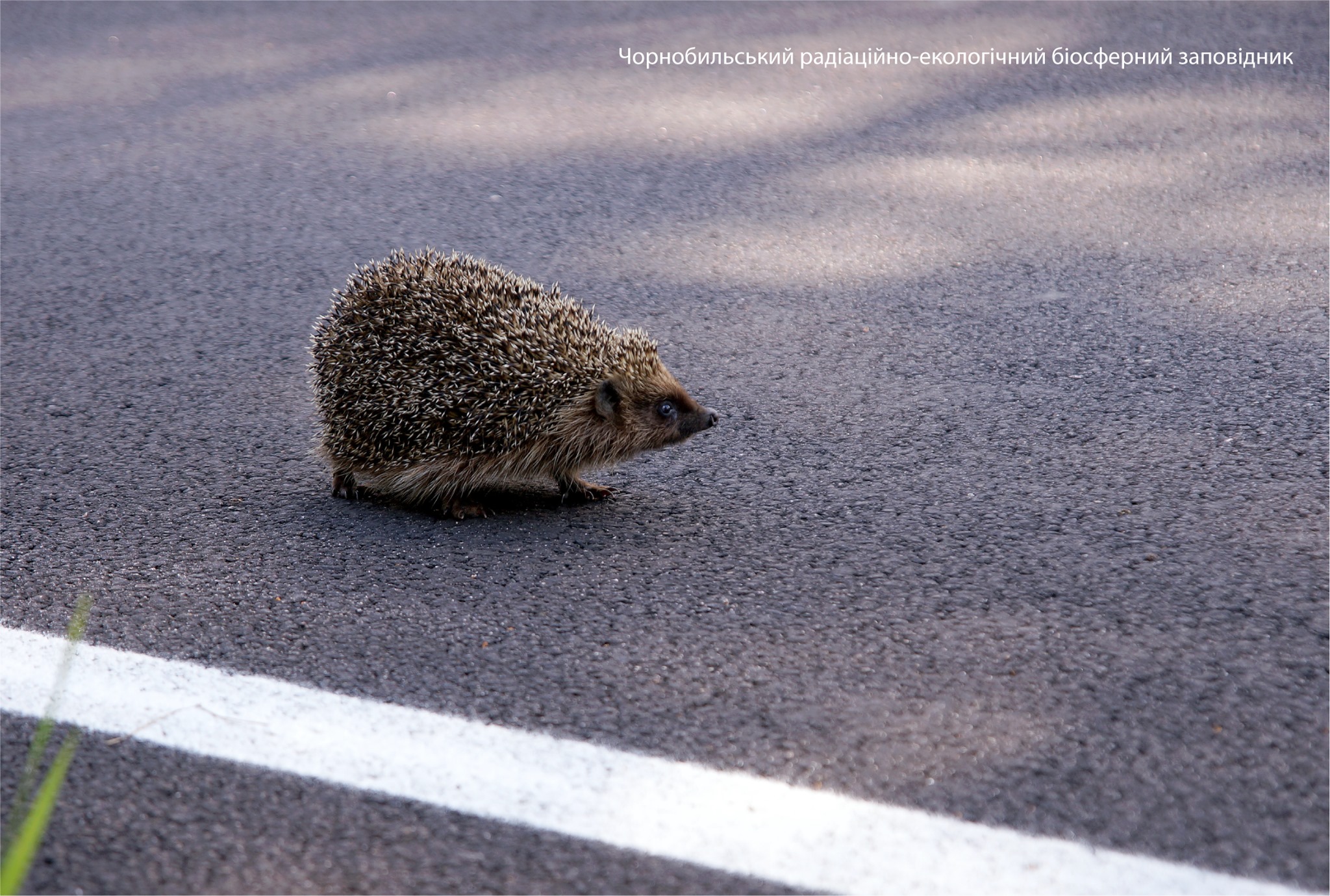 Фото ежа. Facebook