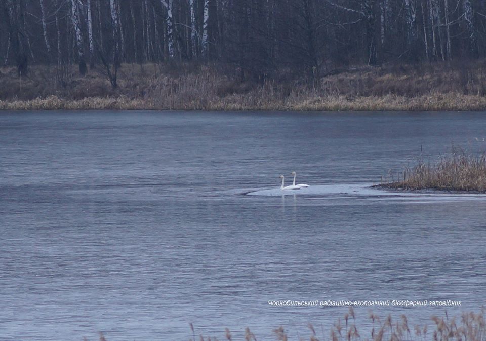 Птицы на глади воды