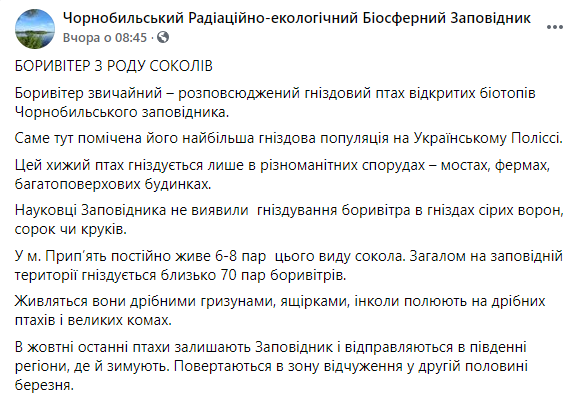 Появились фото хищных соколов, поселившихся в Зоне отчуждения. Скриншот: Заповедник в Фейсбуке