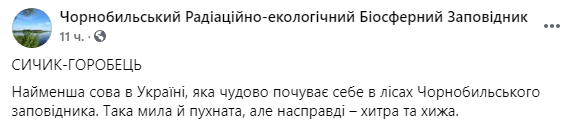 Скриншот: самая маленькая сова в Украине